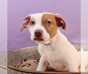 American Bulldog-Brittany Mix Dogs for adoption in Sheridan, CO, USA