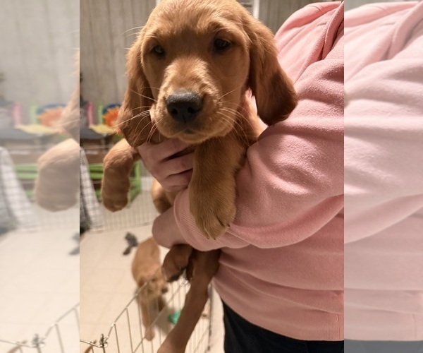 Medium Photo #13 Golden Retriever Puppy For Sale in GREENVILLE, SC, USA