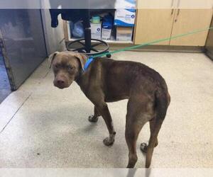 Medium American Pit Bull Terrier