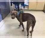 Small American Pit Bull Terrier