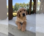 Small #6 Golden Retriever