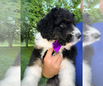 Puppy 2 Miniature American Shepherd-Poodle (Standard) Mix