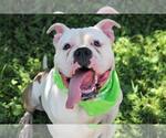 Small #9 Bulldog Mix