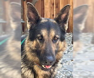 German Shepherd Dog Dogs for adoption in Modesto, CA, USA