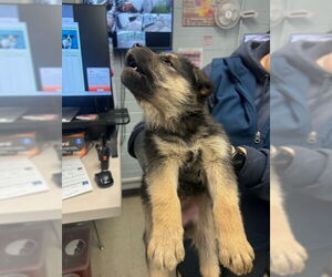 German Shepherd Dog Dogs for adoption in Stockton, CA, USA