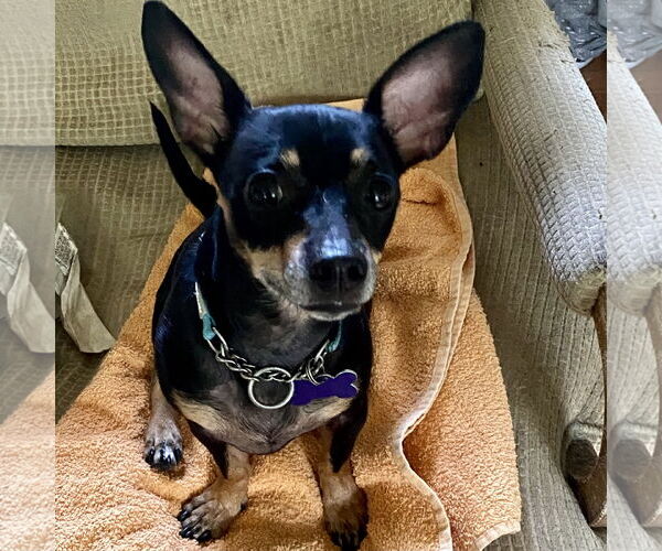 Medium Photo #2 Rat-Cha Puppy For Sale in Batavia, OH, USA