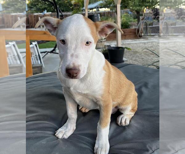 Medium Photo #2 American Pit Bull Terrier-Border Collie Mix Puppy For Sale in Incline Village, NV, USA