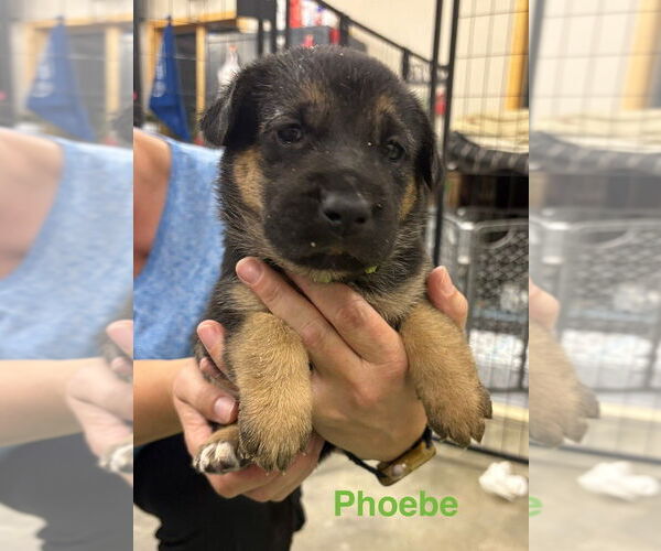 Medium Photo #3 German Shepherd Dog-Unknown Mix Puppy For Sale in Bemidji, MN, USA