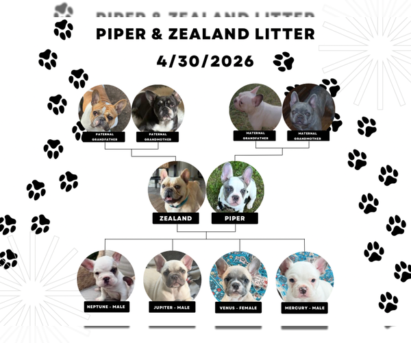 Medium Photo #5 French Bulldog Puppy For Sale in CUSHING, OK, USA