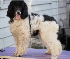 Poodle (Standard) Puppy for sale in FAIR OAKS, CA, USA
