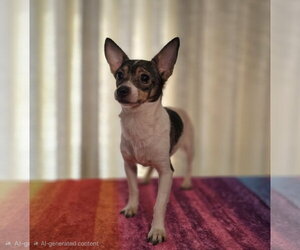 COCO BEAN - Female Chihuahua Dog for Adoption - Photo #3