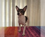Small #2 Chihuahua