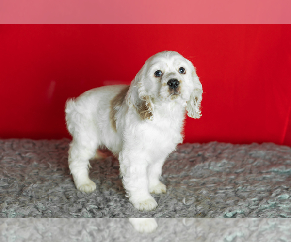 Medium Photo #4 Cocker Spaniel Puppy For Sale in NAPPANEE, IN, USA