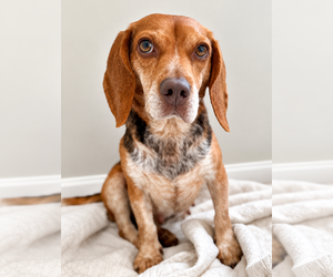 Asia - Female Beagle Dog for Adoption - Photo #3