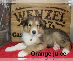 Collie Puppy for sale in BATTLE CREEK, MI, USA