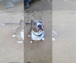Small American Pit Bull Terrier Mix