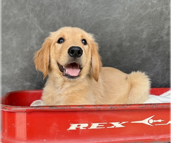 Medium Photo #1 Golden Retriever Puppy For Sale in OCALA, FL, USA