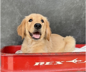 Golden Retriever Puppy for sale in OCALA, FL, USA