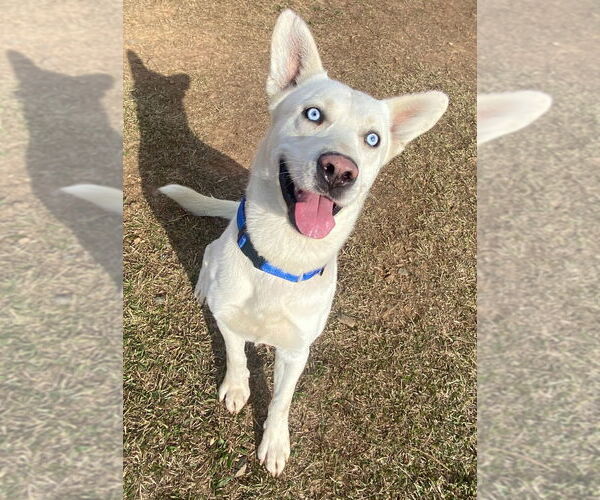 Medium Photo #2 Siberian Husky Puppy For Sale in Bryant, AR, USA