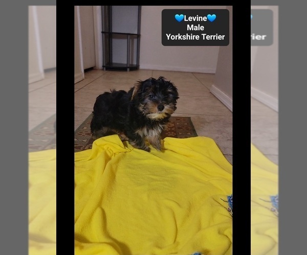Medium Photo #2 Yorkshire Terrier Puppy For Sale in TUCSON, AZ, USA