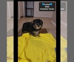 Small #1 Yorkshire Terrier