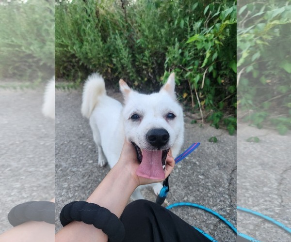 Medium Photo #2 Mutt Puppy For Sale in Agoura Hills, CA, USA
