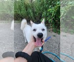 Small #1 Mutt