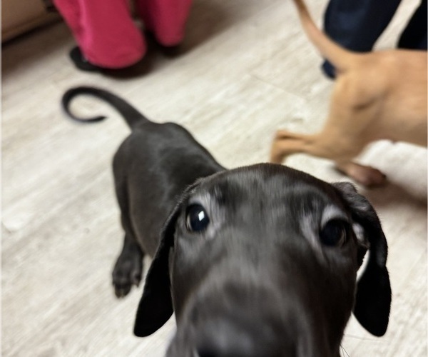 Medium Photo #48 Great Dane Puppy For Sale in ALIQUIPPA, PA, USA