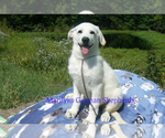 Small Photo #4 German Shepherd Dog Puppy For Sale in PIEDMONT, MO, USA