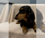 Small #2 Dachshund