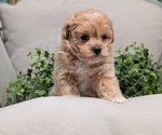Small Photo #14 Maltipoo Puppy For Sale in GOSHEN, IN, USA