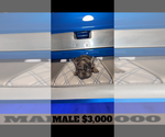 Small Photo #5 French Bulldog Puppy For Sale in SUNNYSIDE, WA, USA