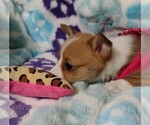 Small Photo #6 Pembroke Welsh Corgi Puppy For Sale in ARROYO GRANDE, CA, USA