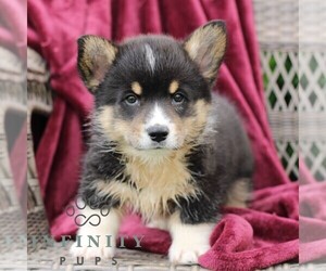 Pembroke Welsh Corgi Puppy for sale in LANDISBURG, PA, USA