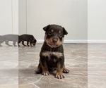 Puppy Wigwam Australian Kelpie