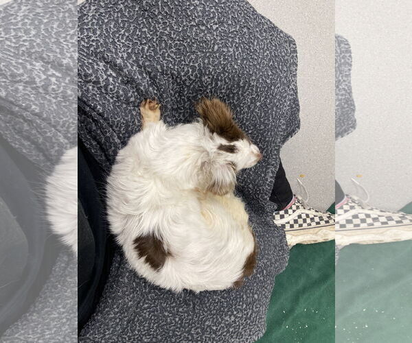 Medium Photo #12 Chihuahua-Spaniel Mix Puppy For Sale in San Francisco, CA, USA