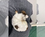 Small #11 Chihuahua-Spaniel Mix