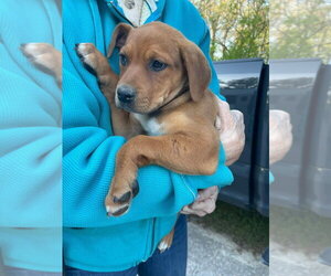Labrador Retriever-Unknown Mix Dogs for adoption in Brewster, NY, USA