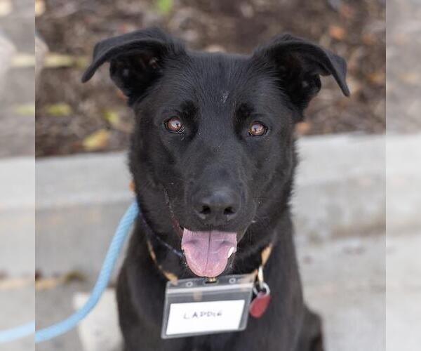 Medium Photo #16 Labrador Retriever-Unknown Mix Puppy For Sale in San Diego, CA, USA