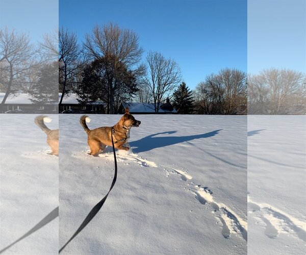 Medium Photo #14 Mutt Puppy For Sale in Farmington, MN, USA