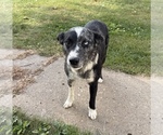 Small Photo #1 Border-Aussie Puppy For Sale in MOUNT PLEASANT, IA, USA