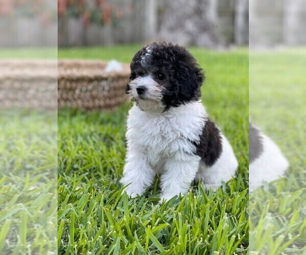 View Ad Poodle (Toy) Puppy for Sale near Texas, HOUSTON, USA. ADN263105