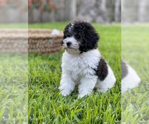 Poodle (Toy) Puppy for sale in HOUSTON, TX, USA