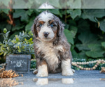 Small #2 Bernedoodle (Miniature)