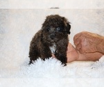 Small #3 Poodle (Toy)