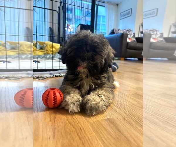 Medium Photo #1 Lhasa Apso Puppy For Sale in Wheaton, IL, USA