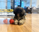 Cowboy - Male Lhasa Apso Dog for Adoption - Small photo