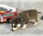 Small Photo #4 Pomsky Puppy For Sale in OCALA, FL, USA