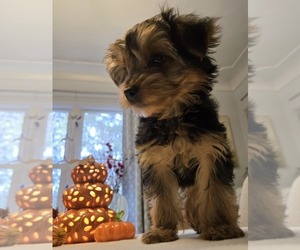 Yorkshire Terrier Puppy for sale in GRAND RAPIDS, MI, USA