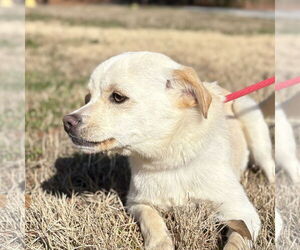 Chihuahua-Unknown Mix Dogs for adoption in Yardley, PA, USA